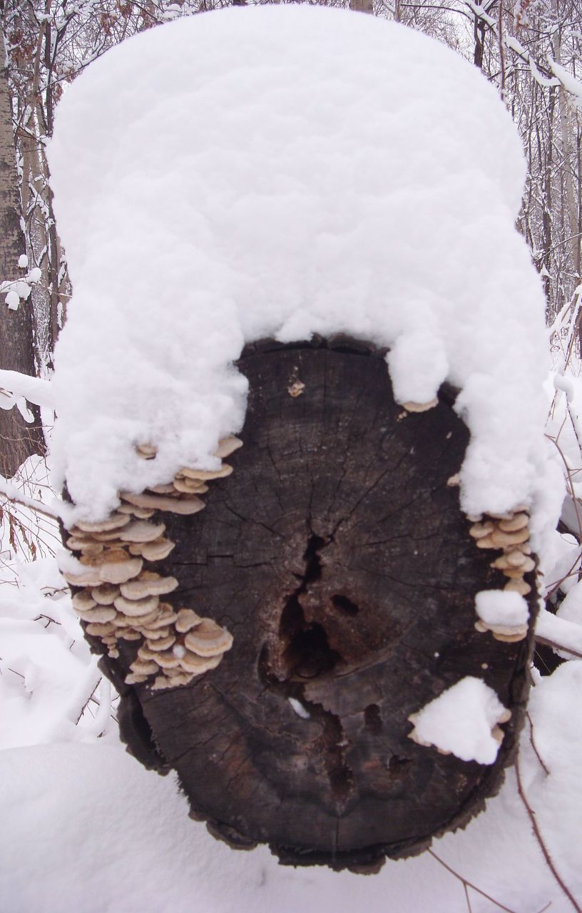 Марина Кузьмина | Хабаровск