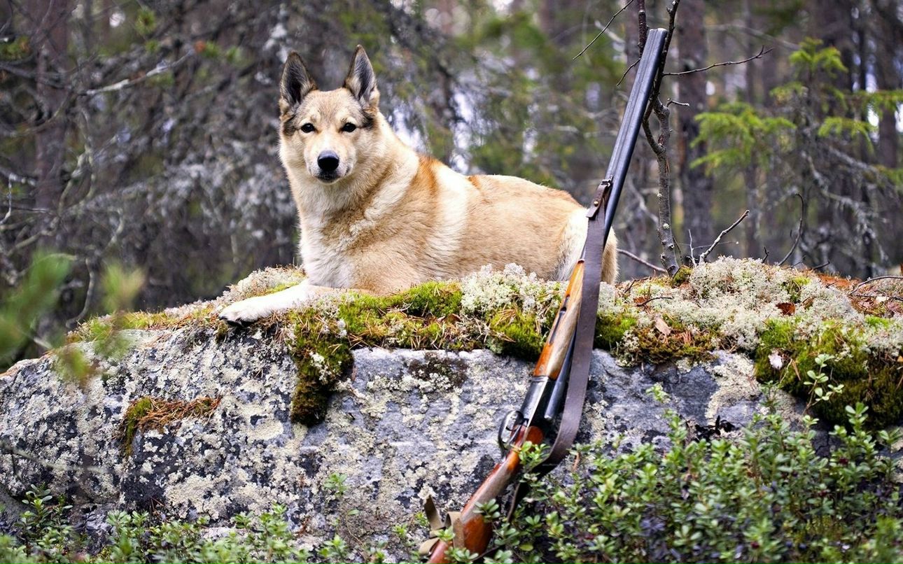 Володимир Романюк | Вараш / Кузнецовск