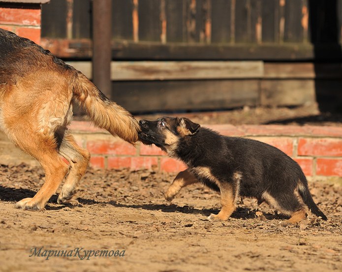 Александр Егоров | 