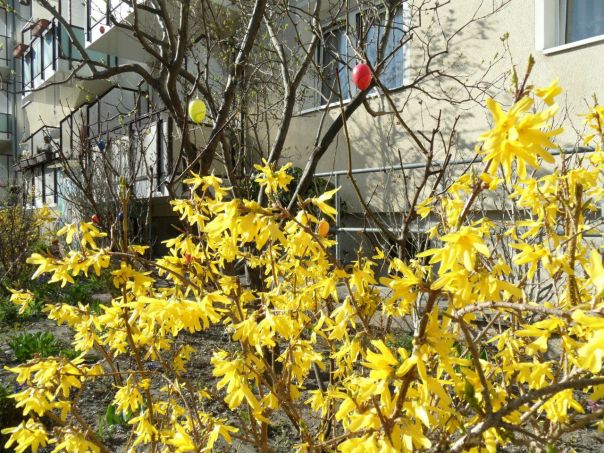 №82, Михаил Галкин, 75 лет, Potsdam №82, Михаил Галкин, 75 лет, Potsdam