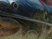 Ильхам Шарафутдинов | 