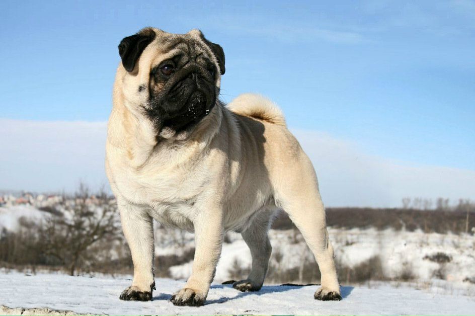 Сергей Калентеев | Москва