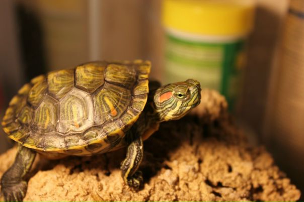 №91, Микола Бліщ, 41 год, Броды №91, Микола Бліщ, 41 год, Броды