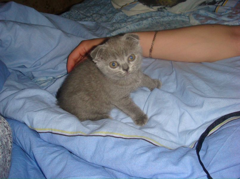 Даниэль Аманов | Лиманское