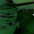 Евгения Исаева - Eva | Одесса