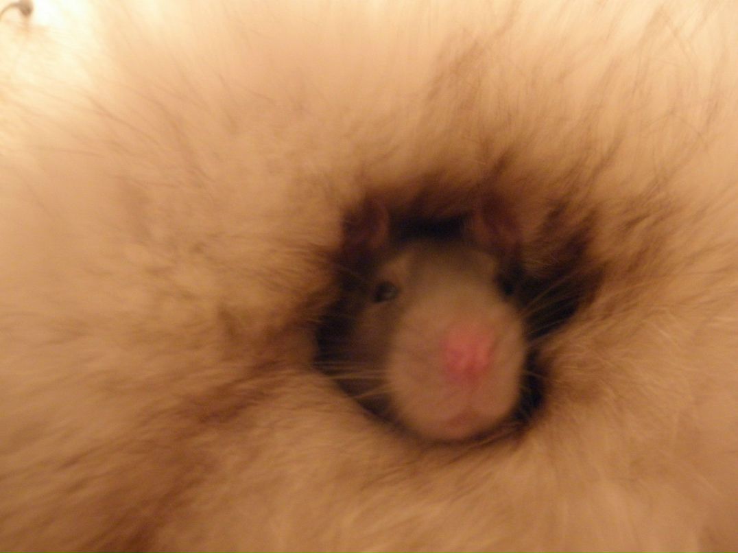 Настенька Колосова SUN | Киев