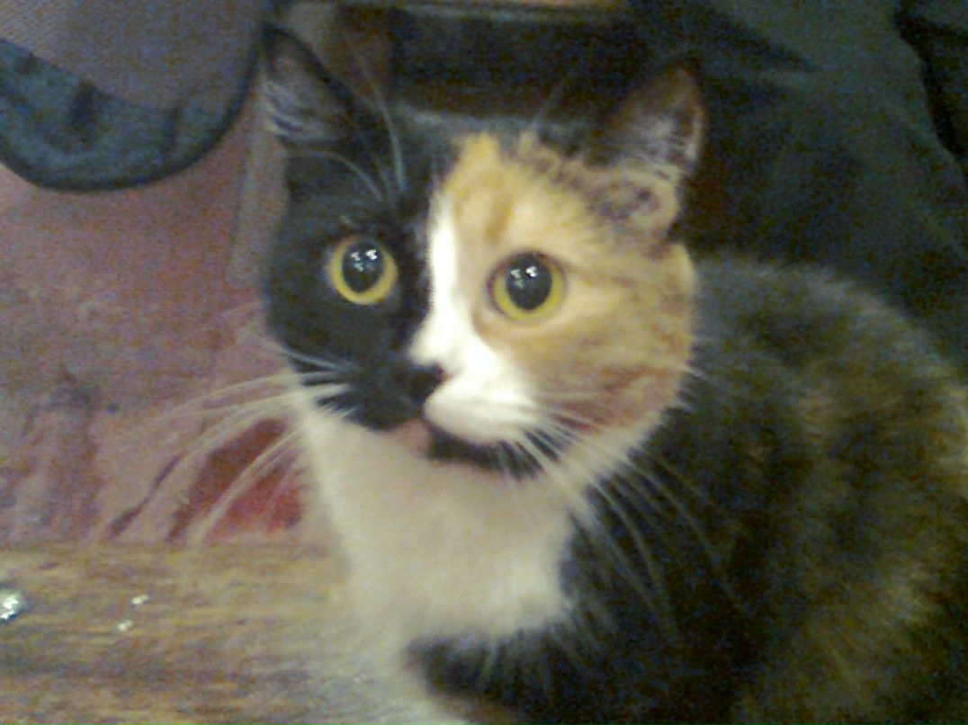 Ирина Перелыгина | Дивенский