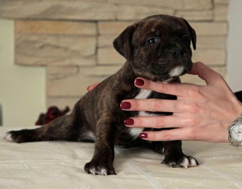 Карина Алтышова | Москва