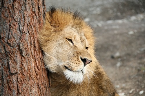 №139, Ольга Барабанова, Рубежное №139, Ольга Барабанова, Рубежное