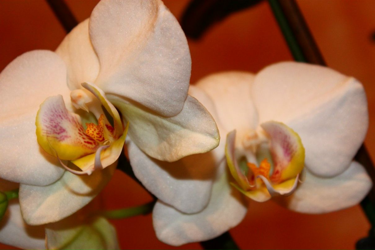 Светлана Крыштоп ˙˙·٠•●●•٠·˙˙ | Житомир