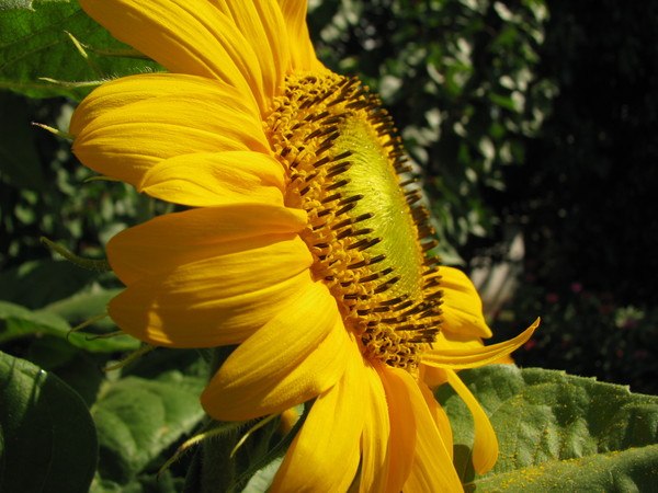 Маша Медведьевна | 