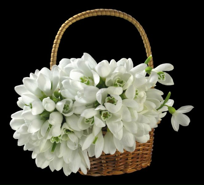 №78, Анна Лаура №78, Анна Лаура