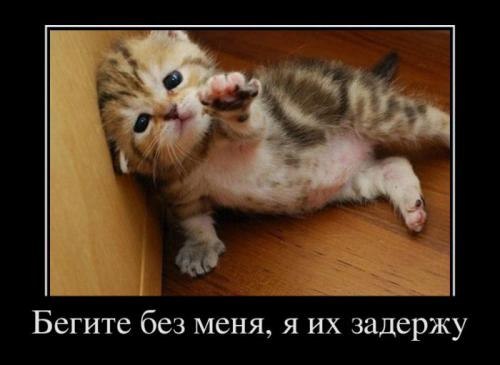 Натали Родько *Коварное Кошко* | Запорожье