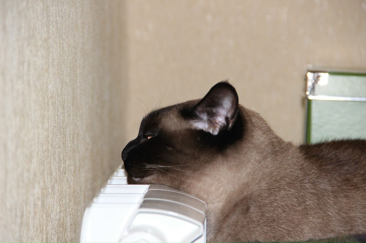 Катерина Петрович | Москва