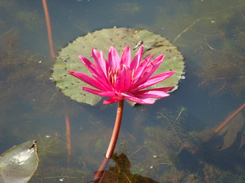 Кирилл Гришин | Павловский Посад