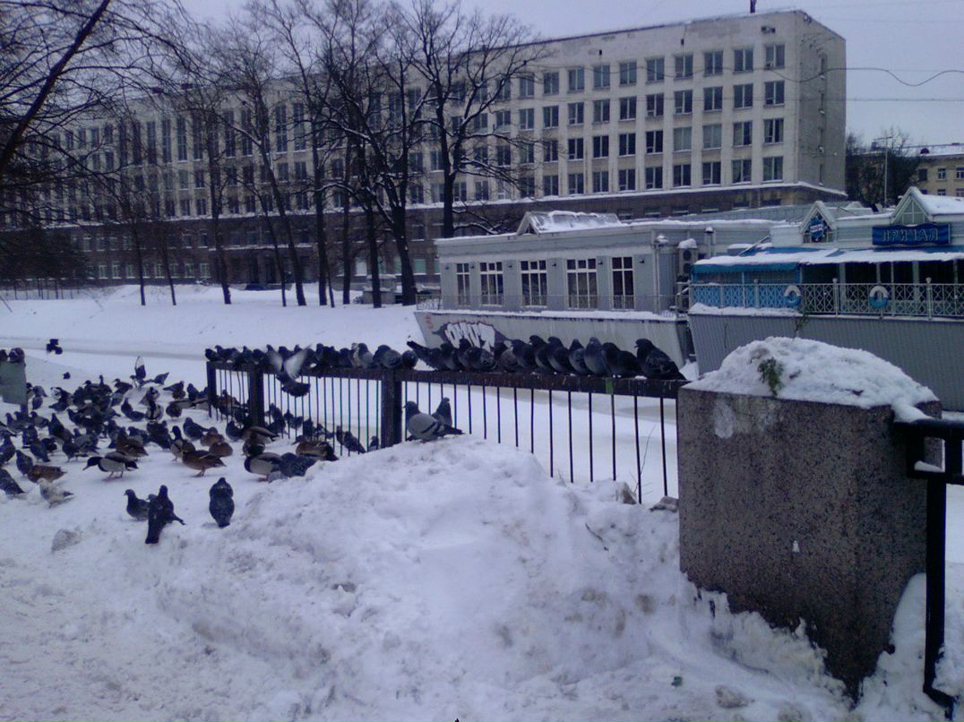 Алёна Димитрова | Санкт-Петербург