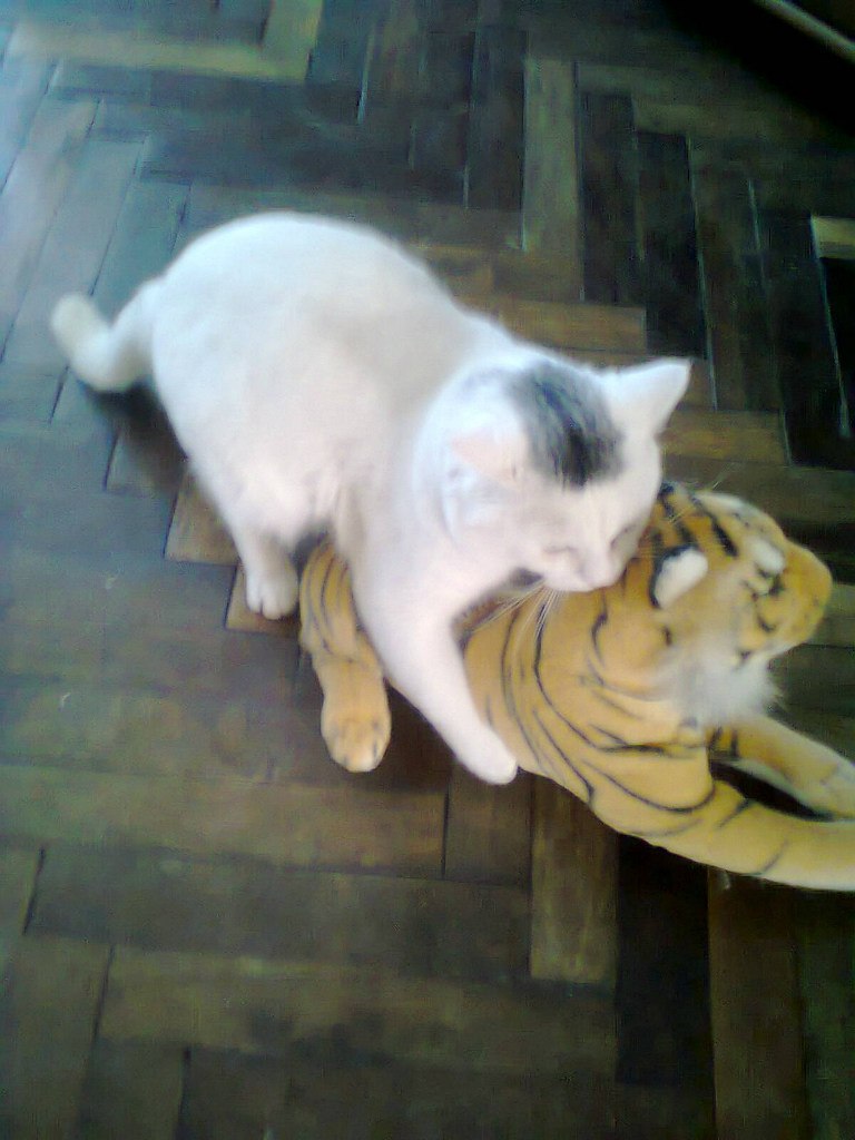 Кот Вася | Киев