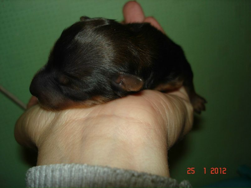 Светлана Самохвалова(Мелехина) | Санкт-Петербург