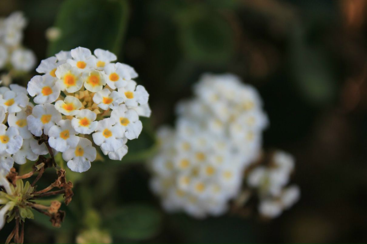 Илья Щербаков | Bat Yam