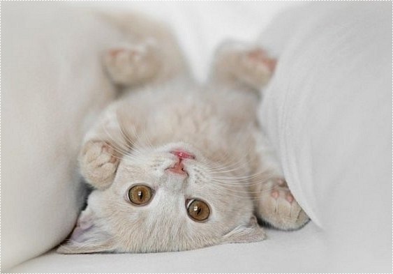 Катя Мейсон ♥♠♥ | Санкт-Петербург