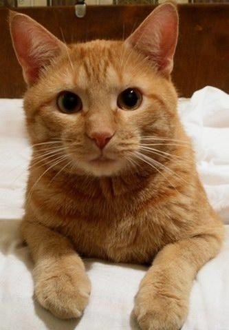 №77, Олег Морщанский, 36 лет, Новосибирск №77, Олег Морщанский, 36 лет, Новосибирск