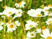 Алеся Панькова | Шумилино