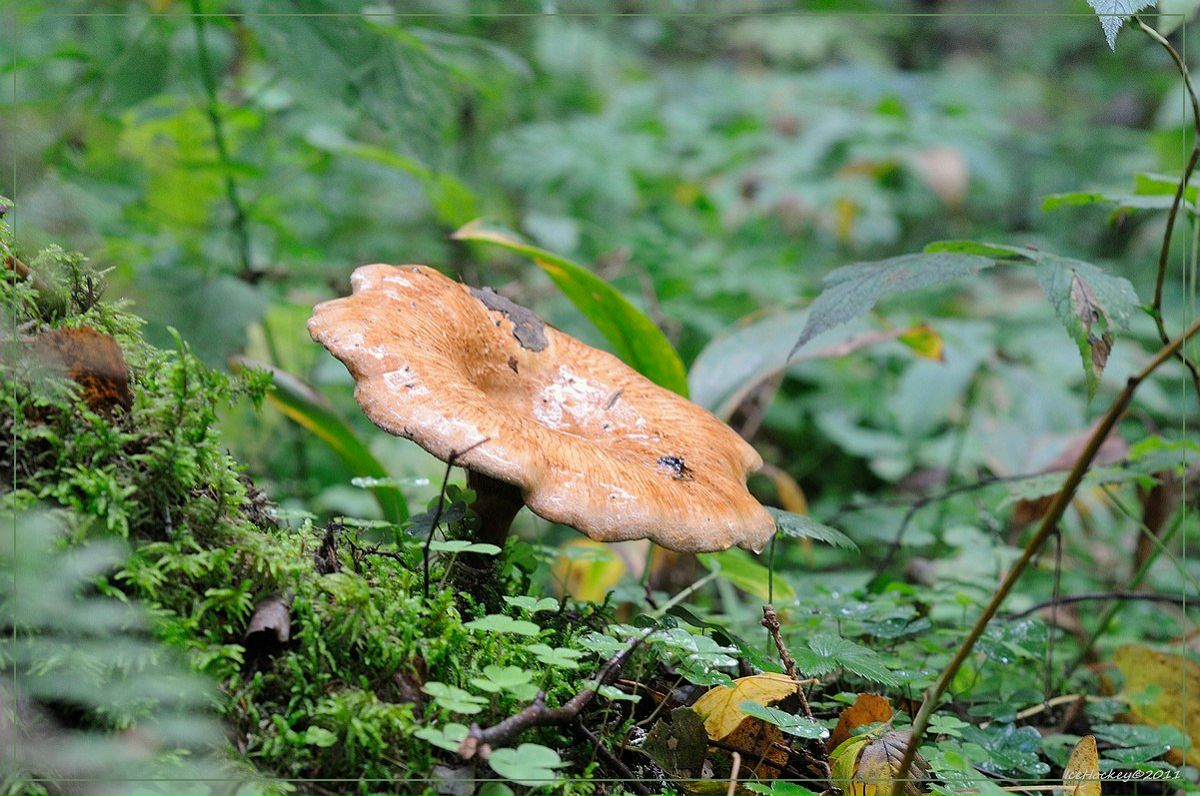 Максим Марамоев Скрудж | Санкт-Петербург