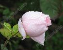 №37 Алёна Долганёва : профиль, фото, статус - ВКонтакте