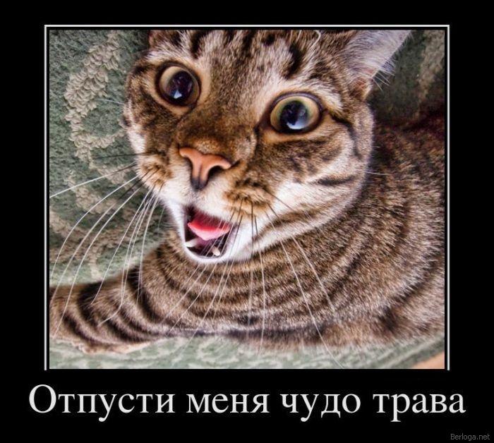 Владимир Борода | Киев