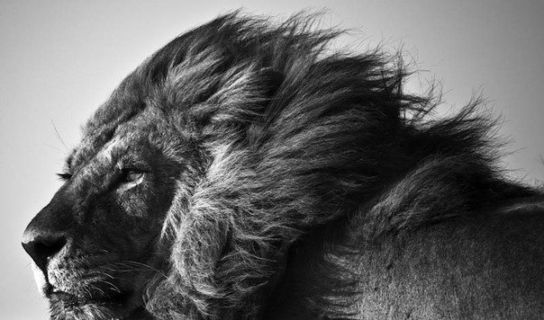 Антон Омельянович -_о | Киев