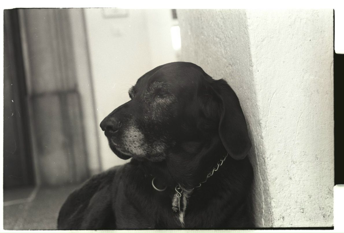 Роман Гейгерт | 