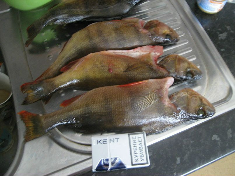 Димулька Жарин | Костомукша