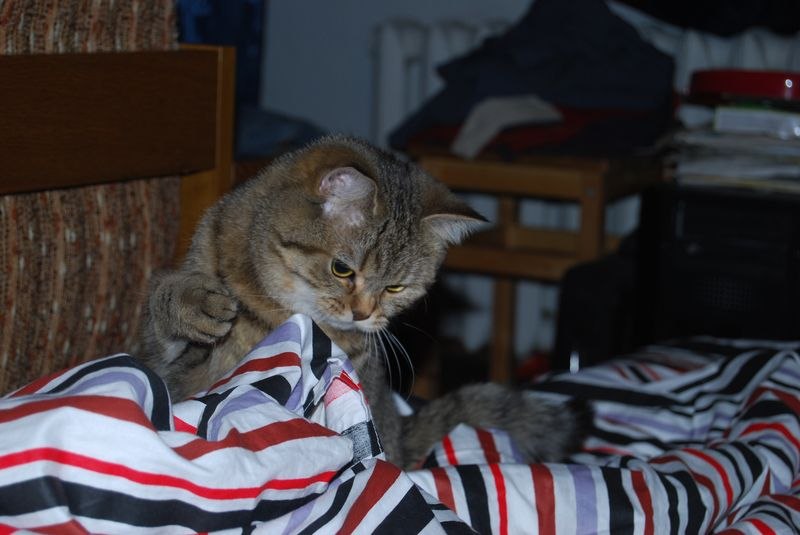 Елена Кудряш | Санкт-Петербург