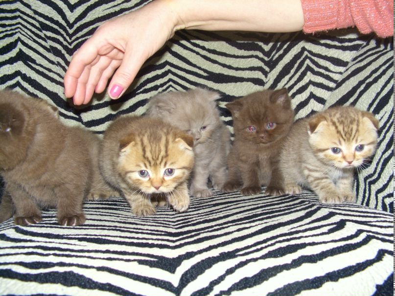 Надежда Романенко | Киев