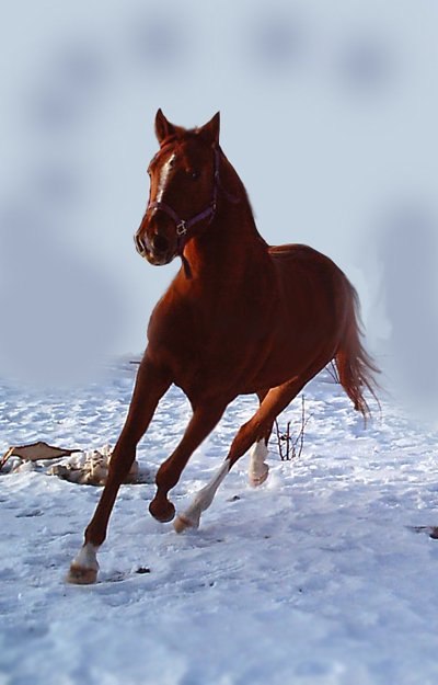 Светлана Митрофанова FiReFoX | Королёв