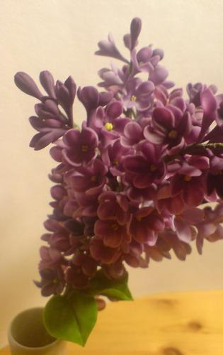 Римма Баблоян Fate | Ростов-на-Дону