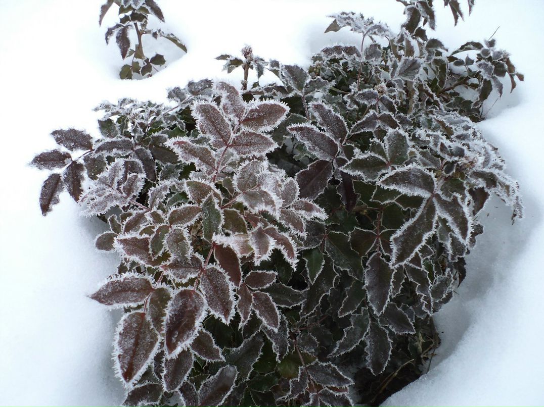 Надя Сизых | Дмитров