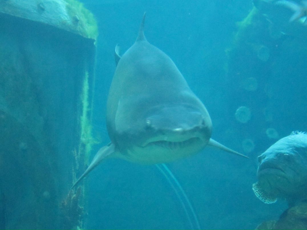 Рустам Аталиков psycho | Москва