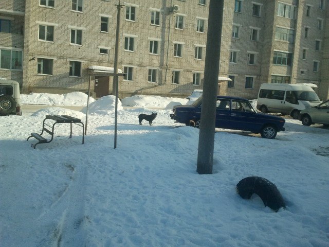 Алексей Борисов Doggy | Архангельск