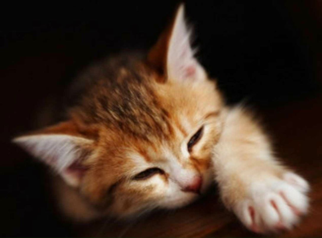 Тамара Заркуа | 