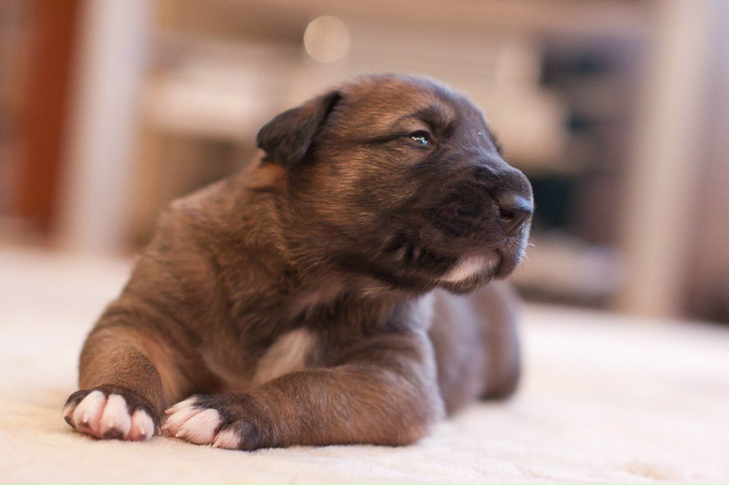 Елена Шаповалова | Москва