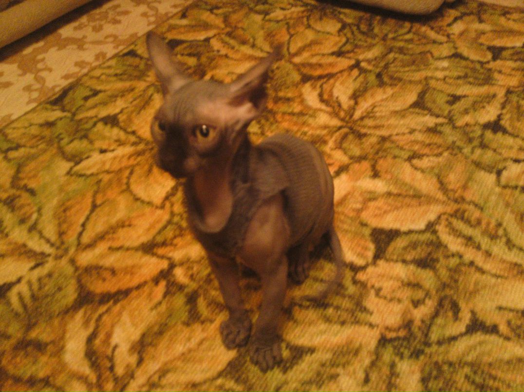 Марина Петрова | Саратов