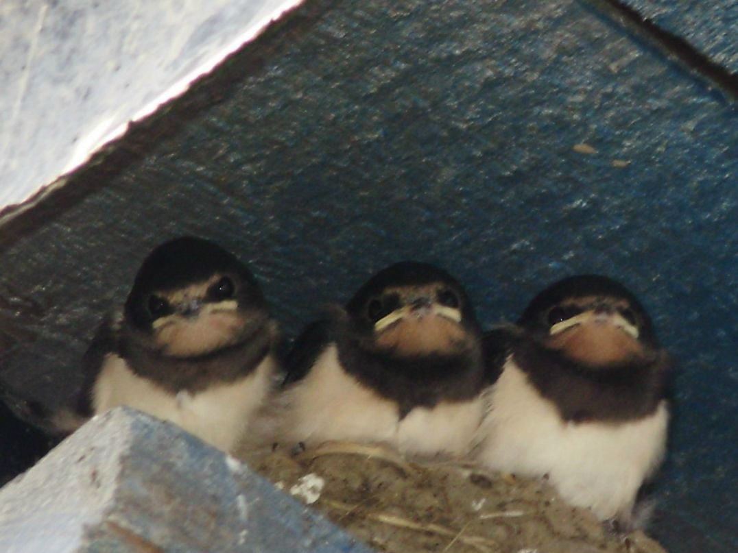 Рад Гу | Томск