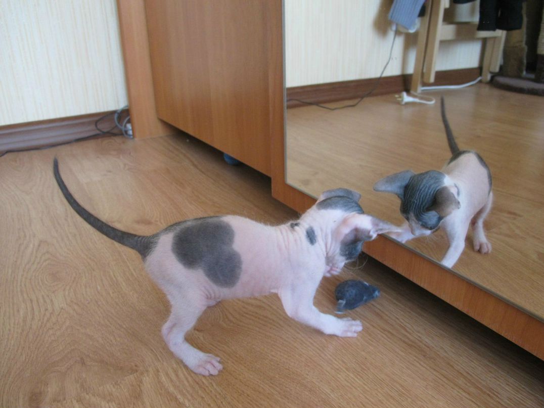 Ярослав Дольский | Санкт-Петербург