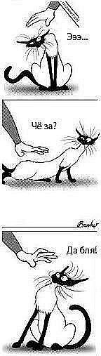 Антон Степанов | Санкт-Петербург