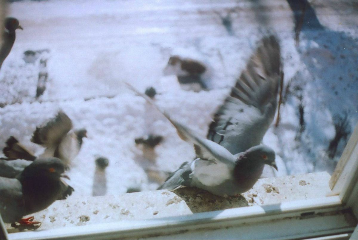 Ася Вайнберг | 