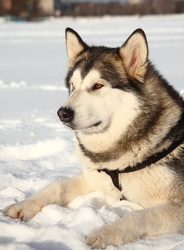 Слава Батко Злой охотник | Калининград