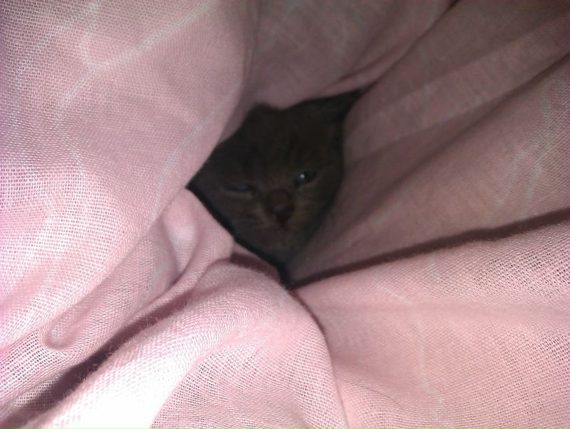 №29, Юлия Араим, 2.7 №29, Юлия Араим, 2.7