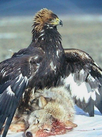 Давид Антонян | Москва