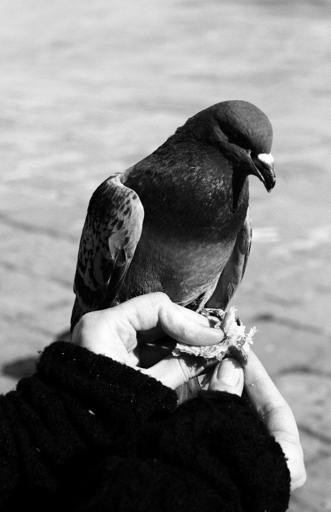 Anna Tokun | Киев